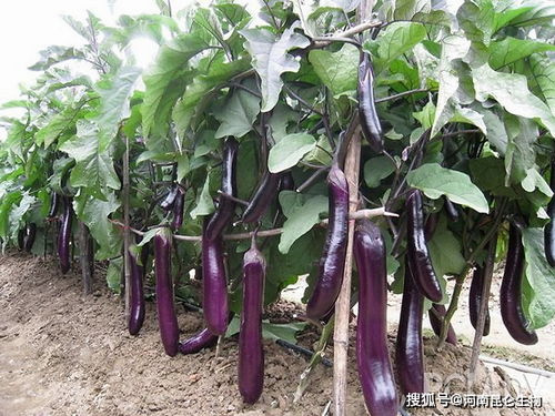 茄子种植时最忌讳使用哪种肥料？最怕施用什么样的肥料