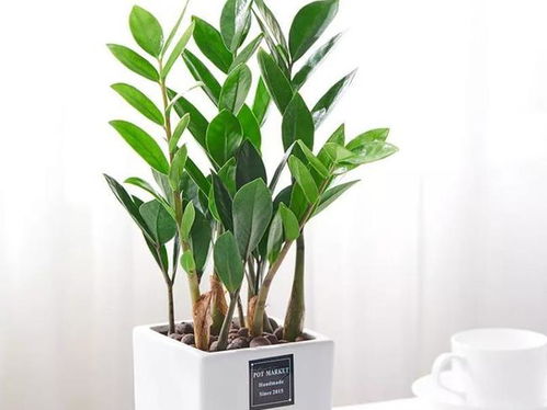 金钱树叶子发黄，招财进宝梦难圆？来堪堪这些养植小窍门！