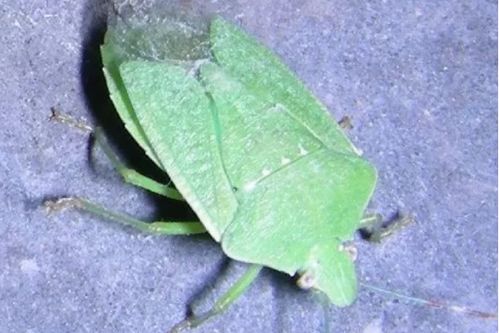 噻虫嗪对绿盲蝽有效吗？它主要防治哪些害虫？