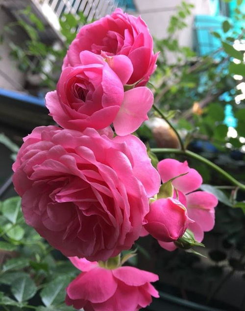 安东尼梅兰月季的花期探秘