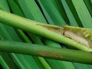 杀虫剂家族的新星：吡虫啉