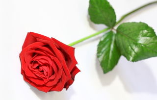 室内养花小秘籍：玫瑰花的美丽与神秘