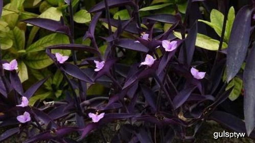 适合各种场景的花草