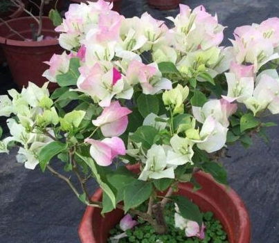 卧室篇：选择中小盆或吊盆植物， 营造宁静舒适的氛围