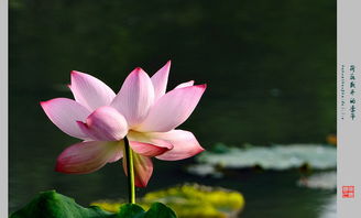 莲花的花期是啥时候呢？