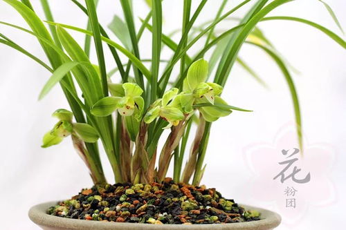 带花兰花买来如何巧妙拆分