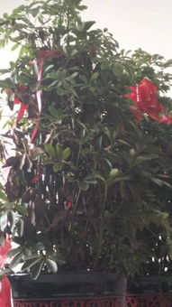 火焰花点缀傣族风情小区