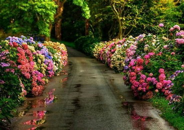 月季花见小路， 美得让人心醉
