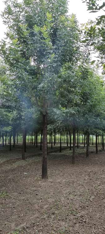 白蜡树剪枝的最佳时机是秋季落叶后至春季萌芽前