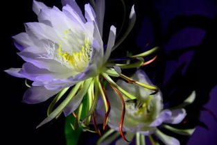 昙花一现，为何只此一夜