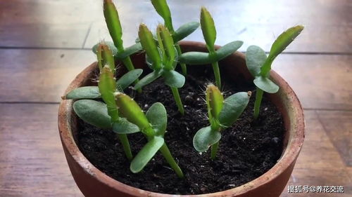 土方法，播种小技巧