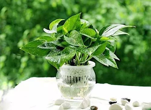 5. 波斯菊：夏日花园的舞蹈精灵