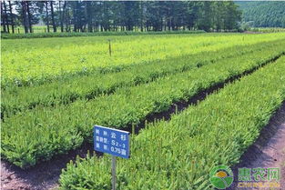 （三）、绿化种植