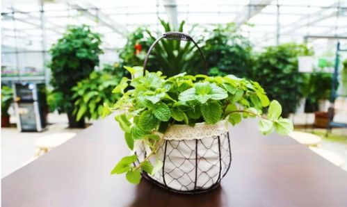 养什么植物好？这几种植物既美观又好养