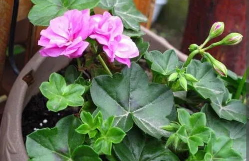 扦插的土壤选择