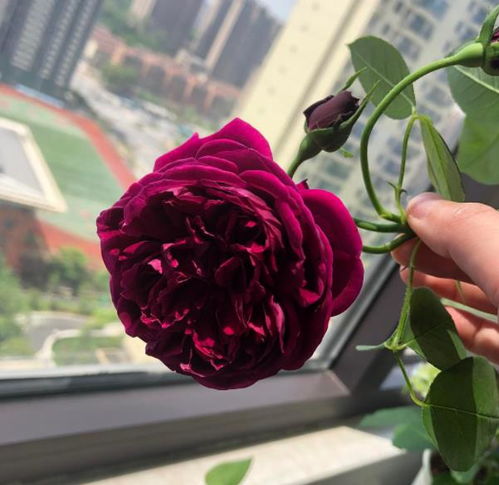 寻找超级香月季：香气四溢的美丽邂逅