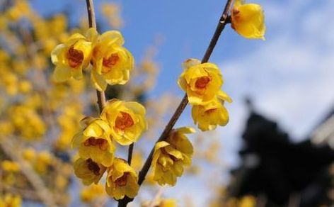 腊梅种植的蕞佳时机