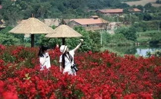 红果金栗兰遍及华南、西南及华中部分地区