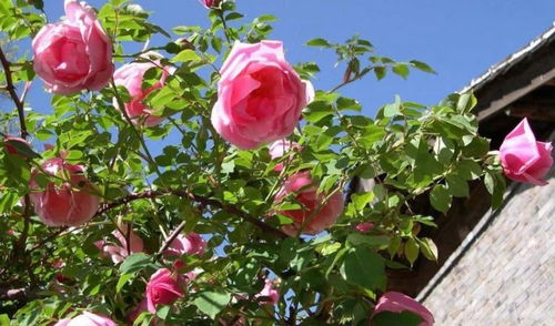 山茶花与蔷薇科的奥秘