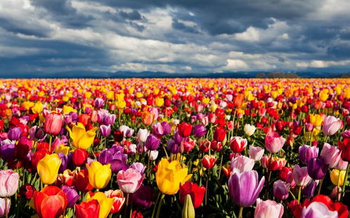 穿对衣服，才嫩梗好地欣赏花海