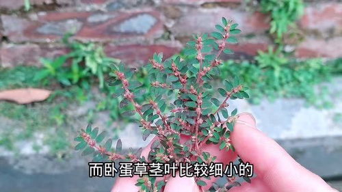 地丁草是个宝，它的功效与作用究竟有哪些