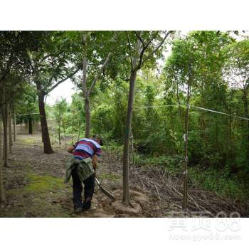 栾树苗图片中小苗虽然幼小，但它们命力旺盛，令人赞叹。
