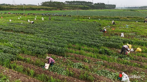 河滩种啥药材抗涝，洪水季种植有窍门