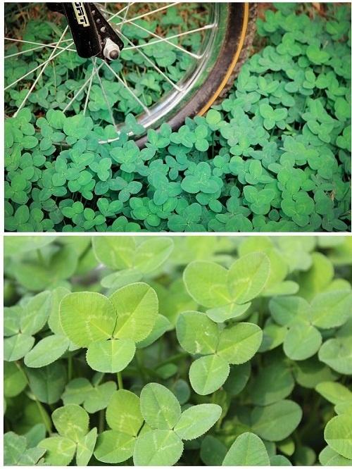 车轴草小姐姐绘制过程， 四叶草+锦鲤双倍好运!!