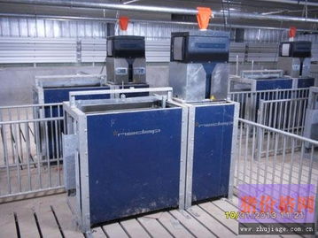 山东中慧牧业杨猪场：全美式养殖