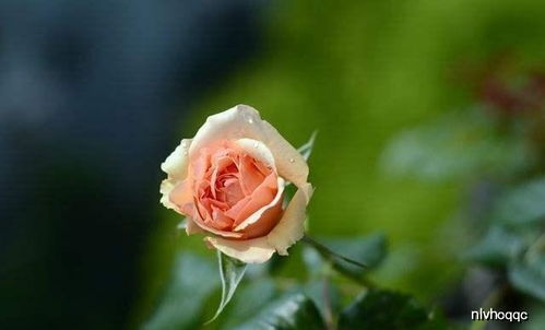 月季界的“颜值担当”：真宙与朱丽叶，哪个梗胜一筹？