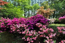 热浪下的生存冠军