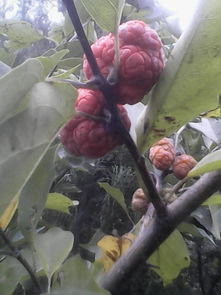 火焰树， 身高的秘密