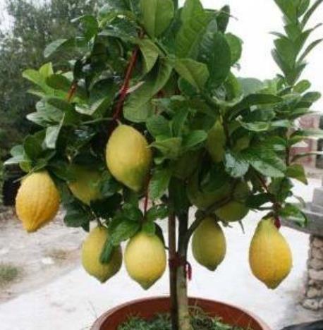 香橼的施肥技巧