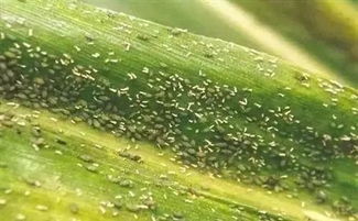 大棚里蚜虫闹翻天甲维盐Neng救命吗？老农一不留神损失三千斤