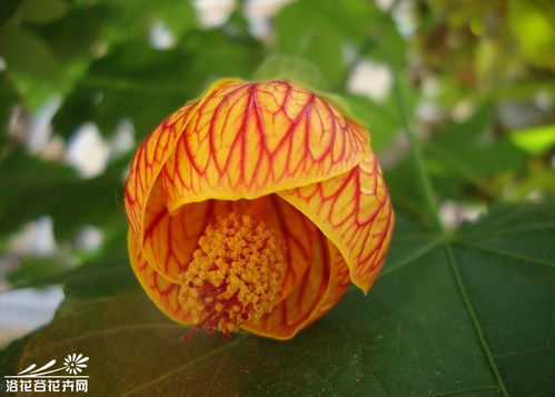想看灯笼花图片？这里有超多灯笼花图片大全