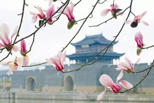苏州春季赏花时间表， 你不可错过