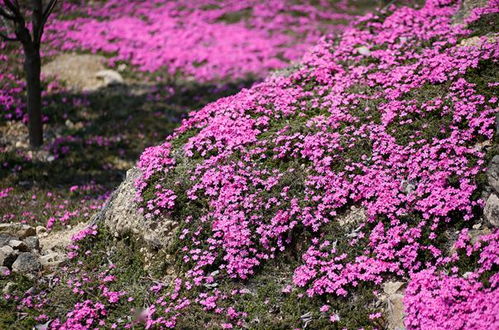 别跟风买网红种子，要选择靠谱的种子店