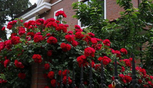 限时活动， 买2送1