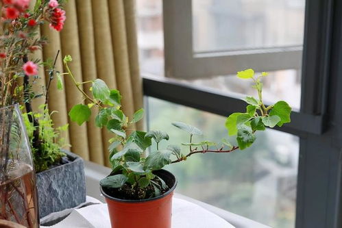 温馨花香， 宁静夜晚