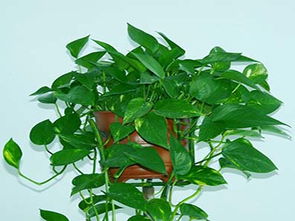 吊兰的花语和文化内涵