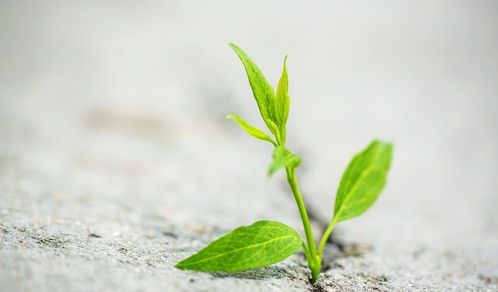 铁线蕨花语深层内涵究竟揭示了怎样的生命哲学和情感寓意