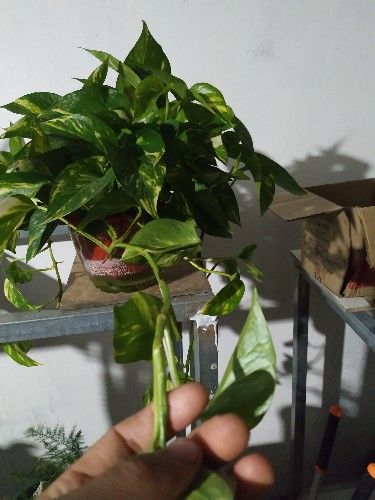 无藤绿萝的养殖方法