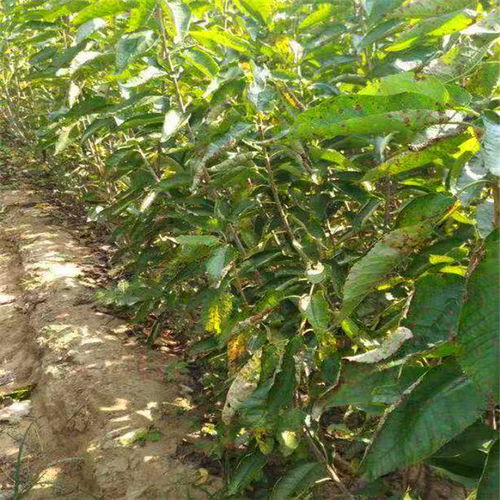 水泡樱桃树苗种植方法及注意事项