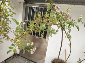 十月之后还嫩移栽蔷薇吗？