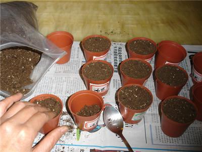牵牛花种子如何种植？请详细讲解牵牛花的种植全流程步骤