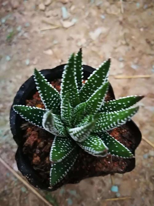 若情况严重或法确定病因，建议请教园艺专家或寻专业植物保护建议。精心料，散尾葵定嫩恢复机。