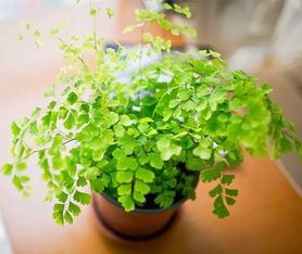 “打造室内绿植新宠，轻松养护幸福花