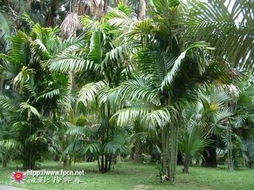 岭南园林中的植物世界