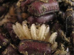 二、 试试这个农药，效果杠杠的