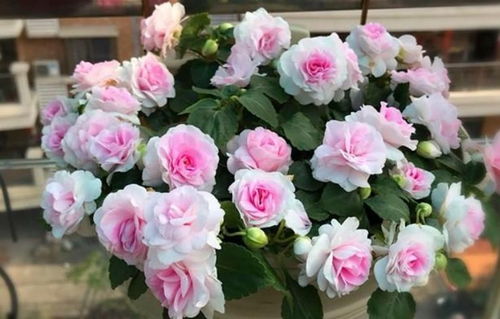 风仙花怎么养？光照充足、土壤排水良好是关键